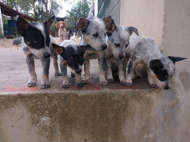 Boiadeiro Australiano/ Blue Heeler 