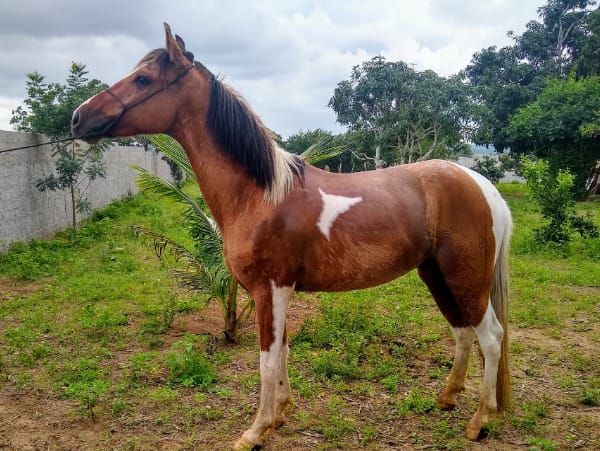 Égua e Cavalo Pampa 