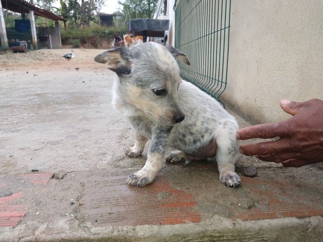 Boiadeiro Australiano/ Blue Heeler 