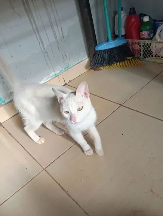 Gatos disponível para adoção - Foto 5