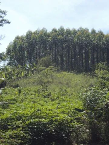 12.200 pés de eucalipto