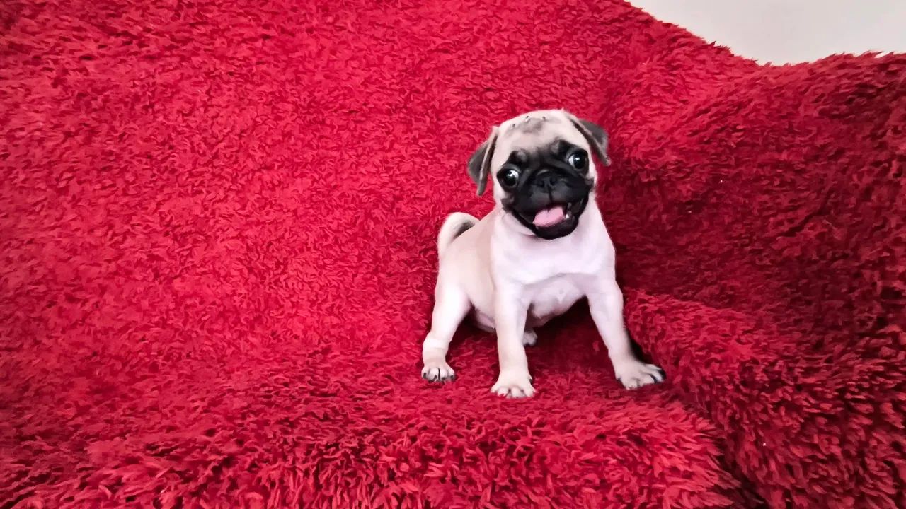 Filhote de Pug fêmea  - Foto 3