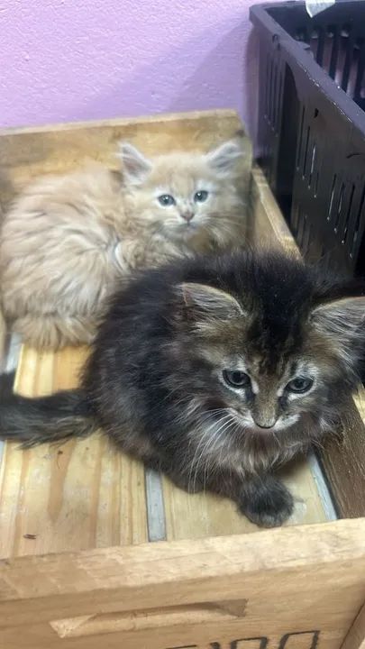  Maine Coon disponível  - Foto 3