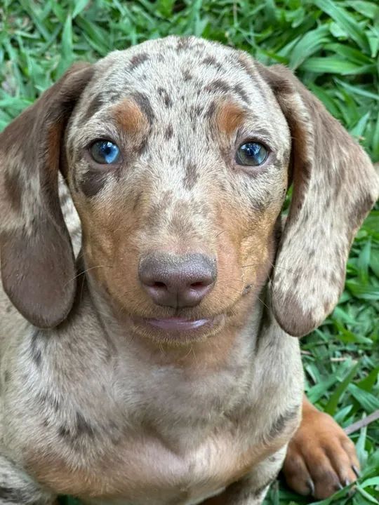 FILHOTES DE DACHSHUND (Basset) - Foto 2