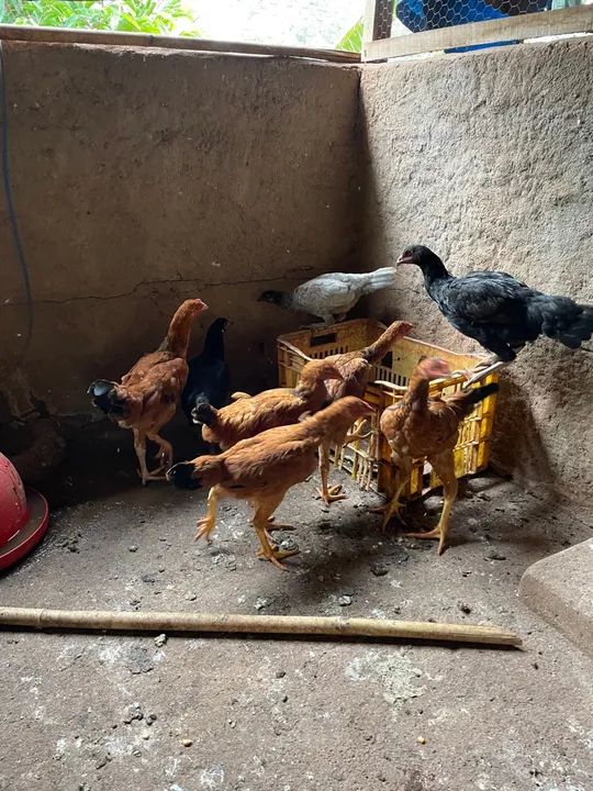 Frangos Caipiras para venda com 120 dias - Foto 3