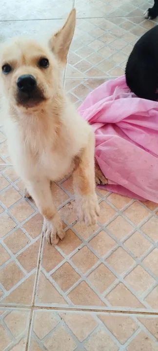 Filhote de Pastor Belga - Foto 2