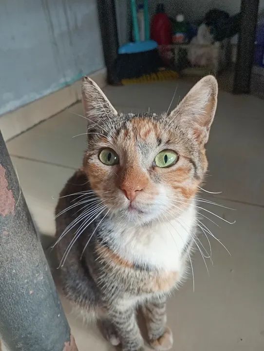 Gatos disponível para adoção - Foto 3