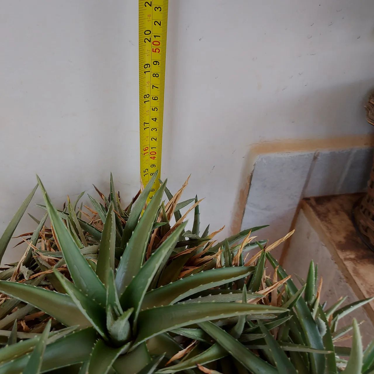 Dyckia brevifolia - Cacto - Suculenta - Foto 5