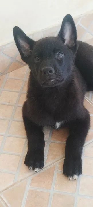 Filhote de Pastor Belga - Foto 5