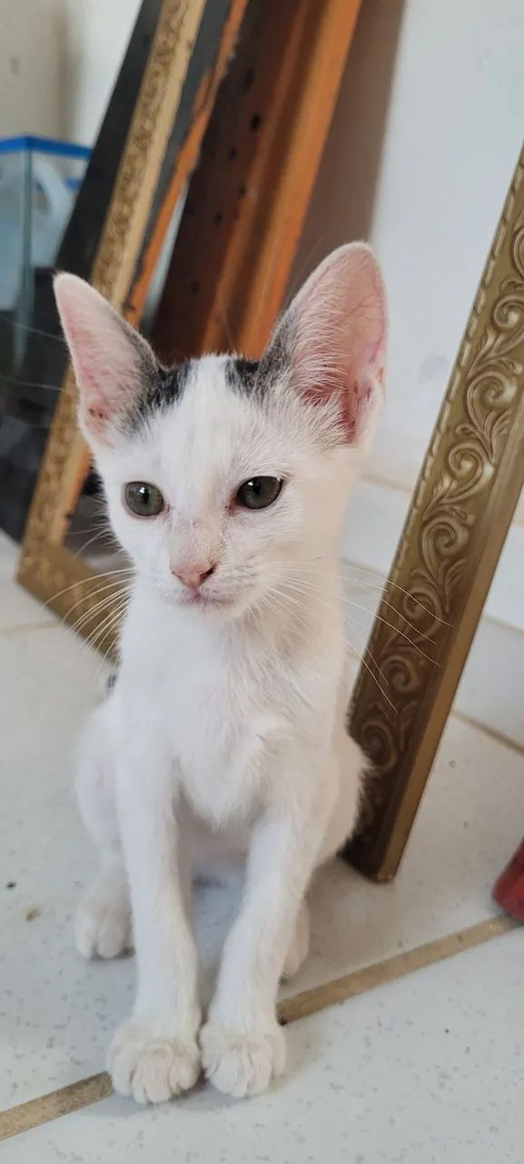 Fêmea 4 meses - Foto 2