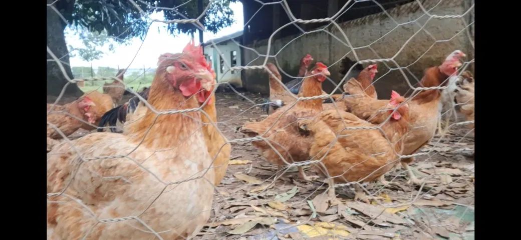 Vendo galinha melhorada e frango caipira em Abadia de Goiás  - Foto 3