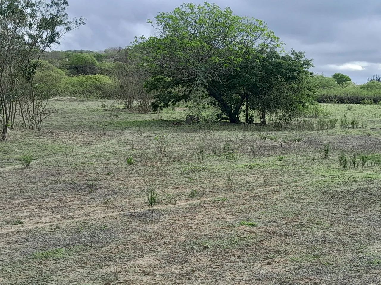 vende-se um sítio  com três  hectares  - Foto 5