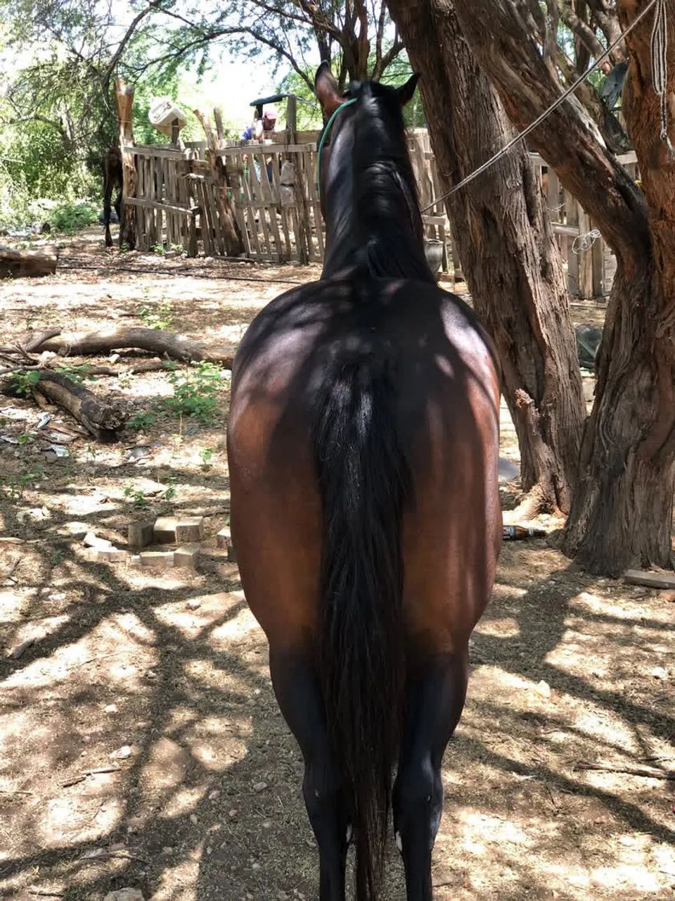 Vendo cavalo manso de sela - Foto 5