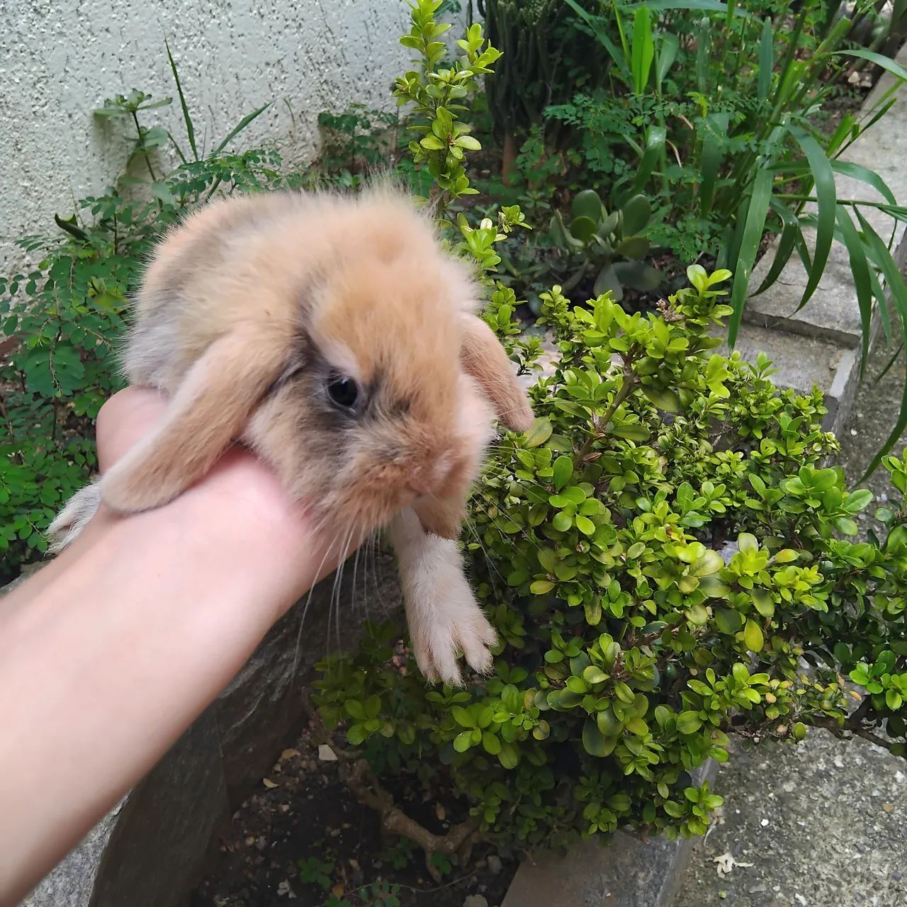 Mini Fuzzy lop - Foto 6
