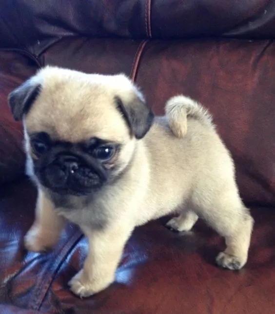 Pug Um Aniversário Cheio De Lambidas E Cafunés 
