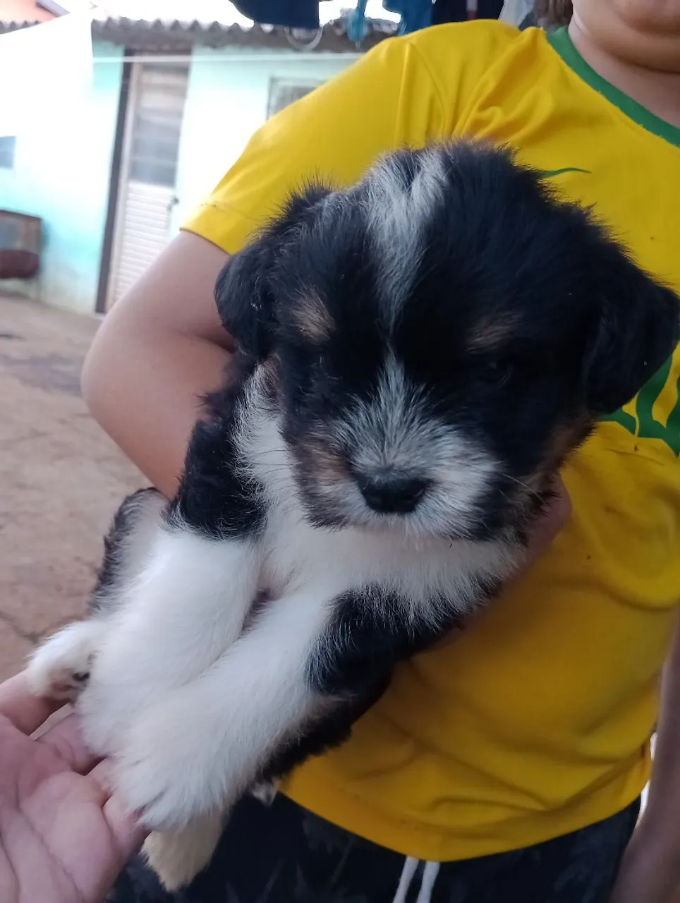 Shitzu com poodle ( disponível 1 machinho)