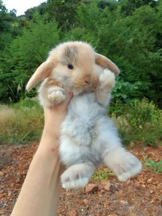 Mini coelho-Lop - Foto 6