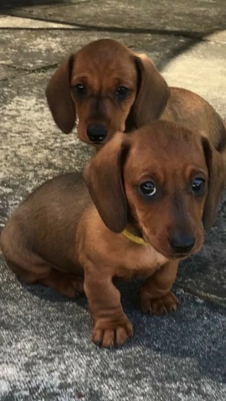 Filhotes de Dachshund adoráveis e inteligentes