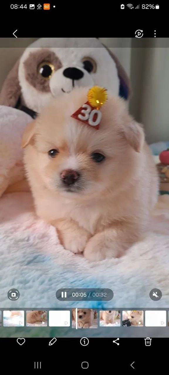 Filhote Chihuahua + Lulu da Pomerania 