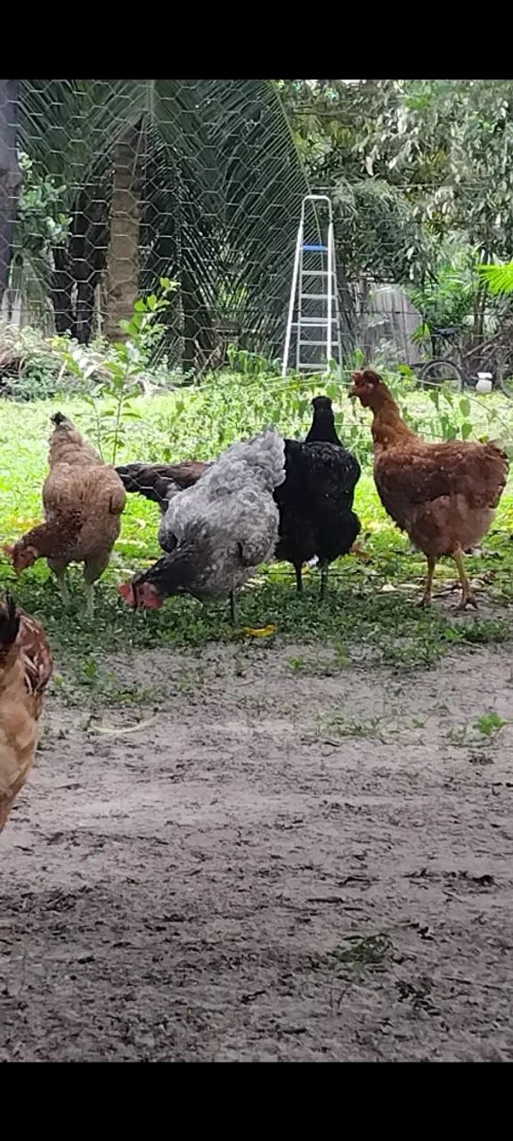 Vendemos ovos,pintos frangos GSB  - Foto 2