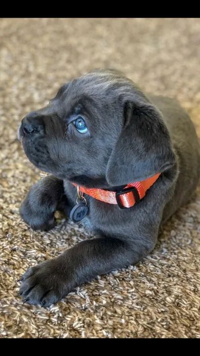 Cane Corso -  guardião dedicado e companheiro para toda a vida! 
