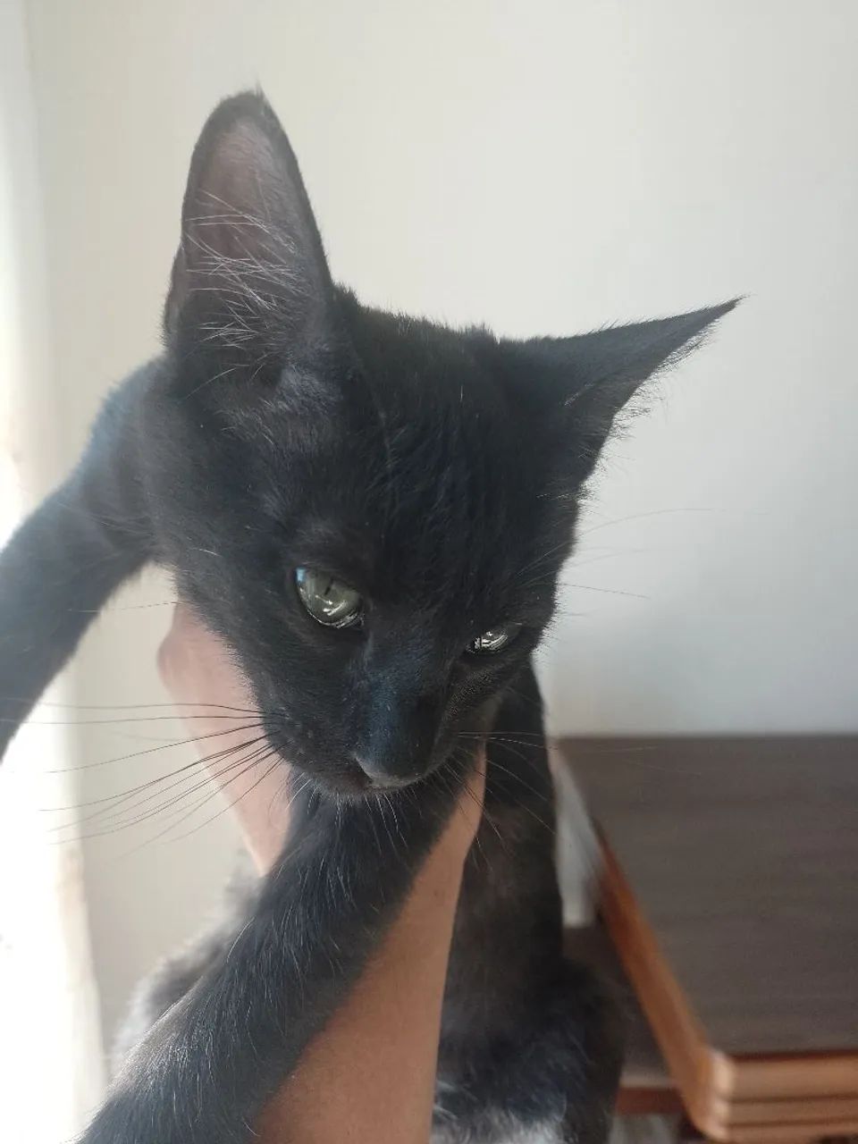 Gatinho preto para adoção - Foto 2