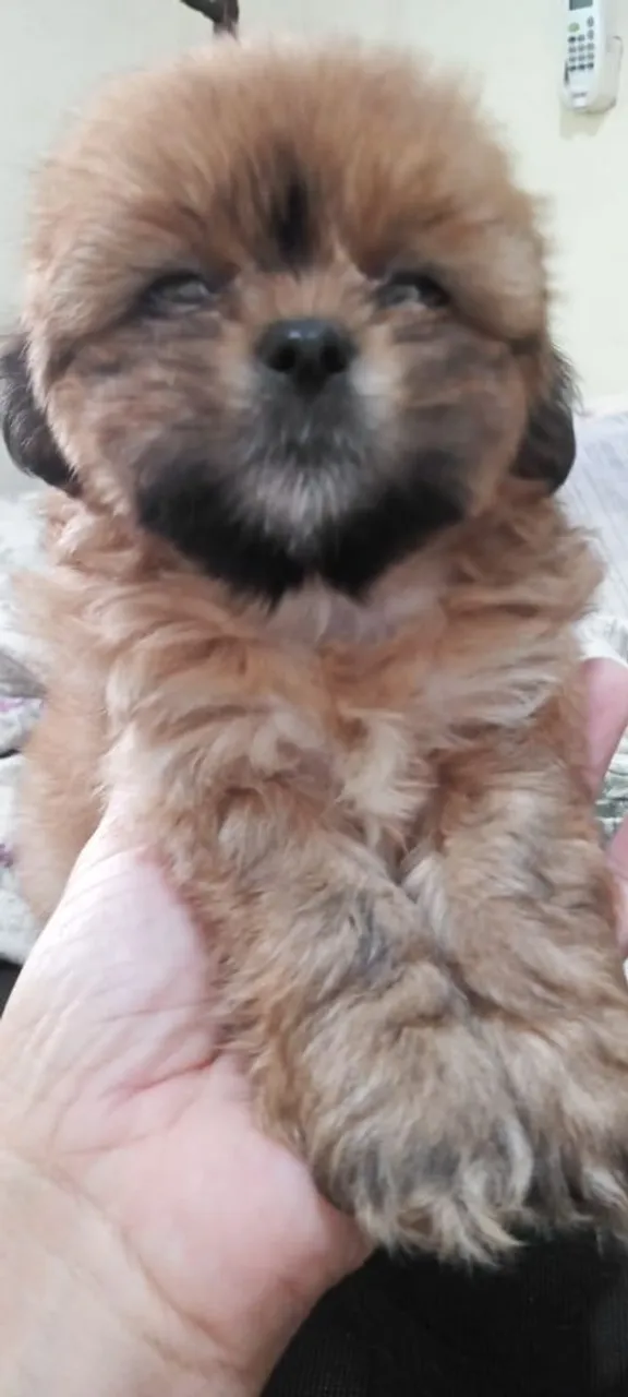 Filhotes de Shih Tzu