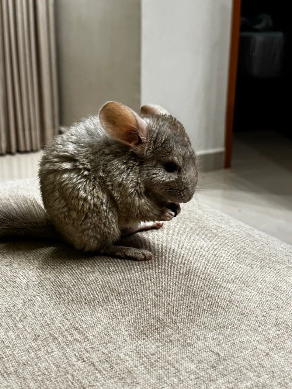 Chinchila macho - Foto 4