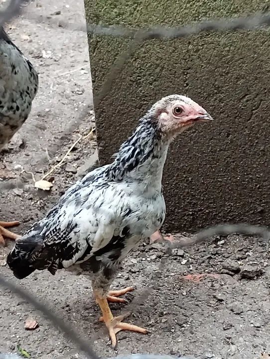 Pintos de raça pura - Foto 2