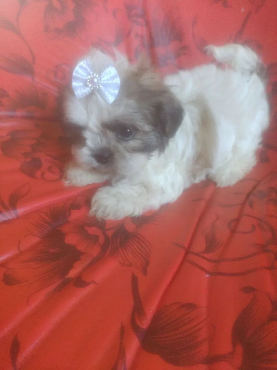 Filhote Shih Tzu Fêmea