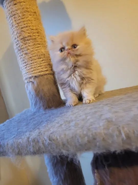 Lindos filhotes persas - Foto 5