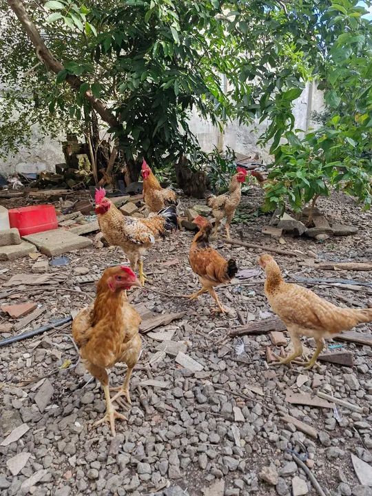 Galo e Galinha - preço a combinar  - Foto 2