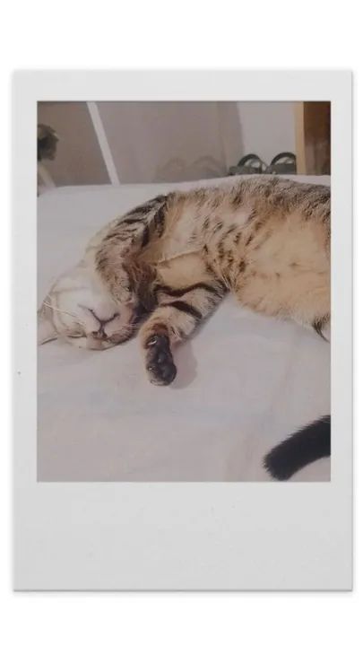 Gatinha para adoção 