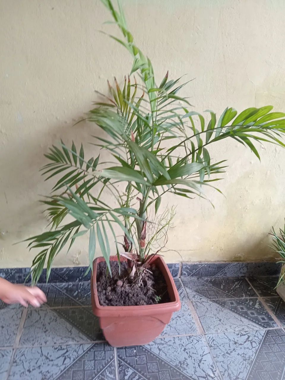 Mini Palmeira.