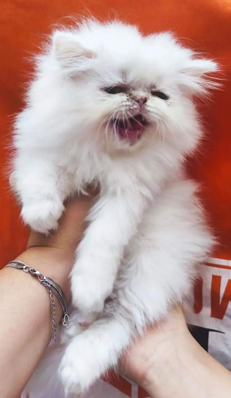 Gato persa top show - Foto 3