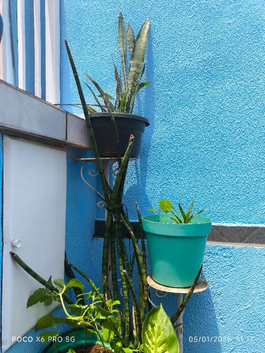 Vasos e plantas  - Foto 4