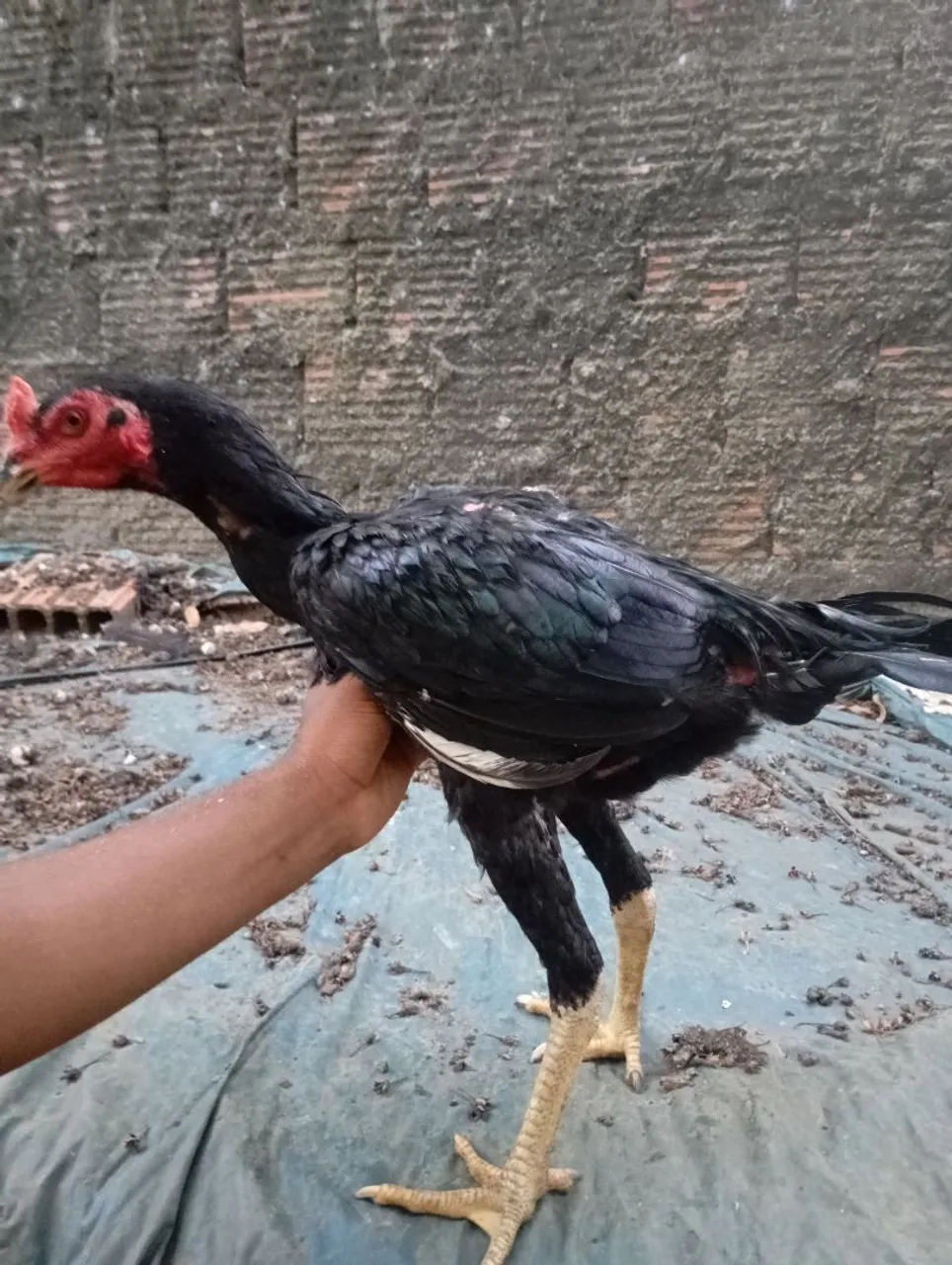 Frango de raça