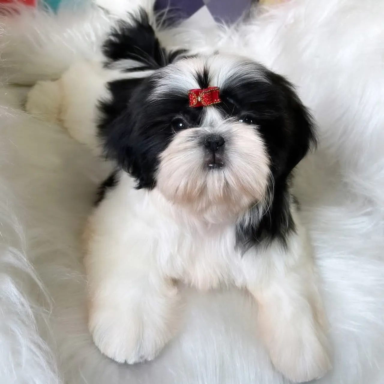 Filhote Shih Tzu - Fofo e Carinhoso