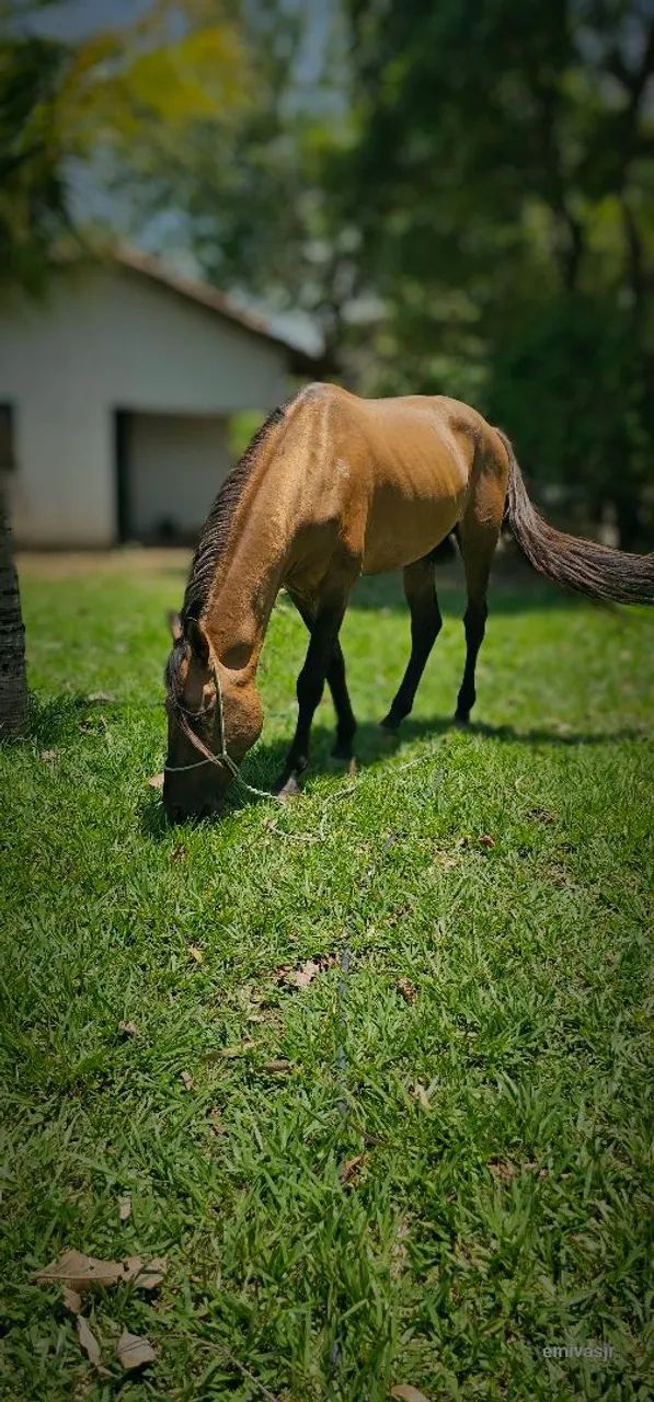 Mangalarga Marchador 