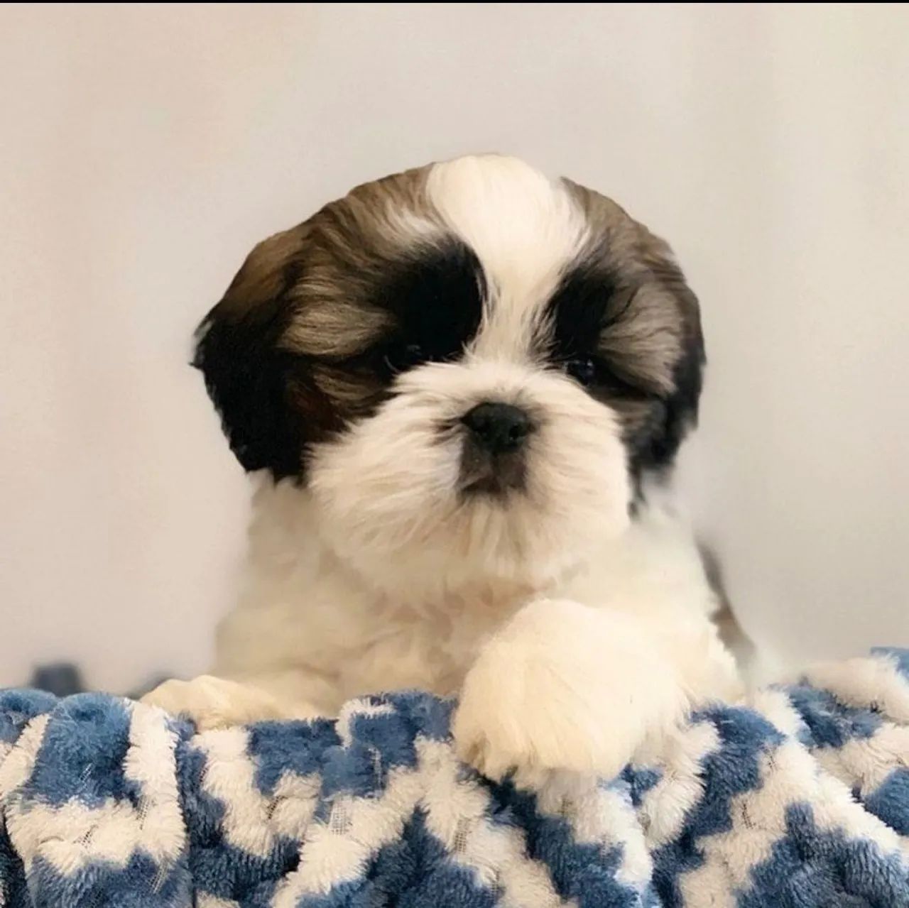 Filhote de Shih Tzu lindo - Foto 5