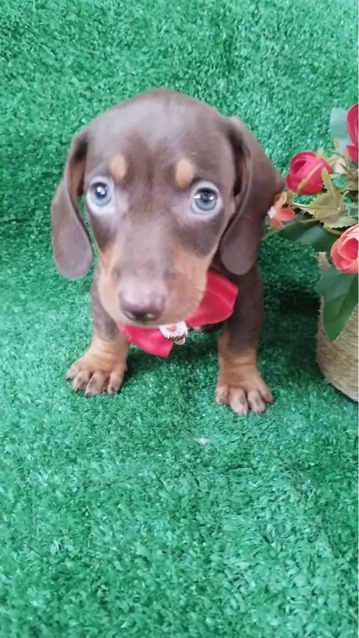 Teckel mini chocolate Macho - Uma fofura -  - Foto 3