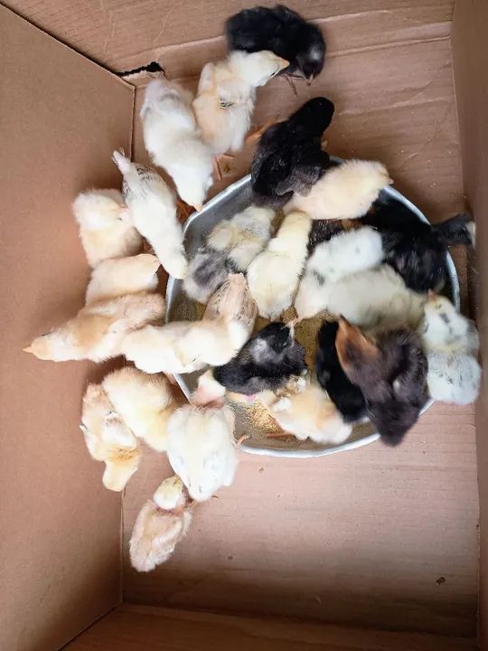 30 Pintinhos caipiras 