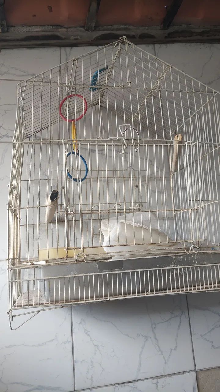 Parakeet Cage64293275638146121