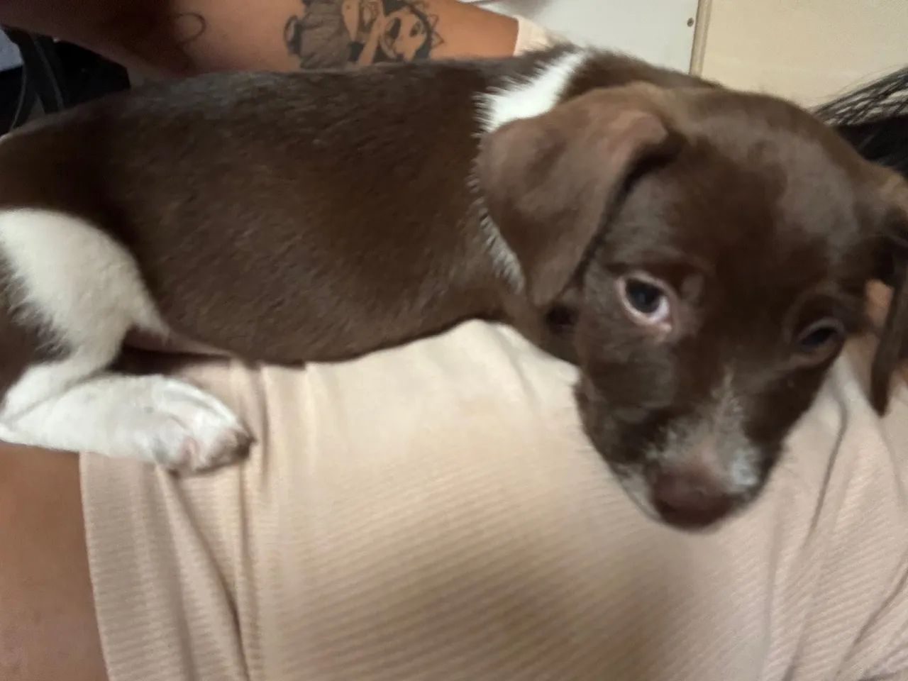 Cachorro perdido em Ceilândia - QNN 22 - Foto 2