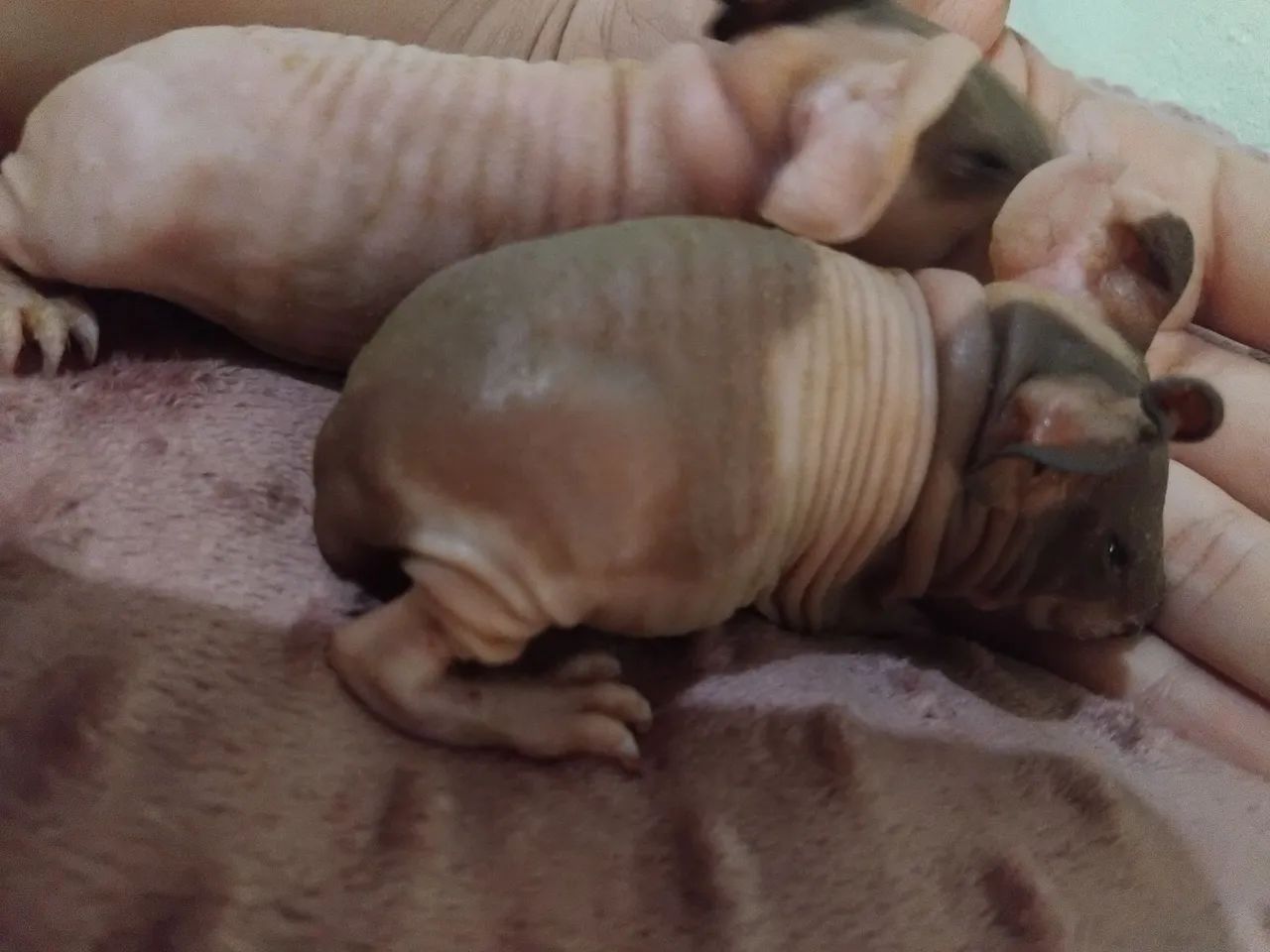 Porquinho da india skinny  - Foto 2