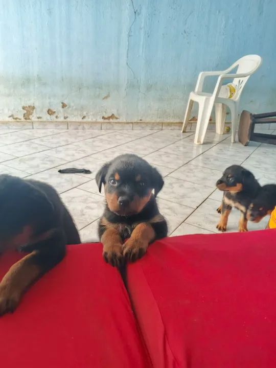 Filhotes Anápolis Goiás  - Foto 5