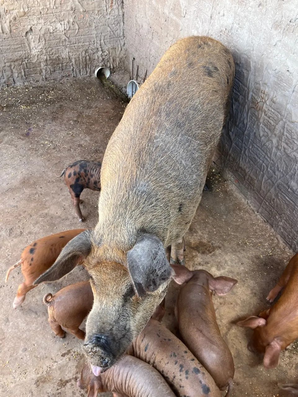 Leitoes reprodutores raça mãe Piau/ pai Moura  - Foto 4