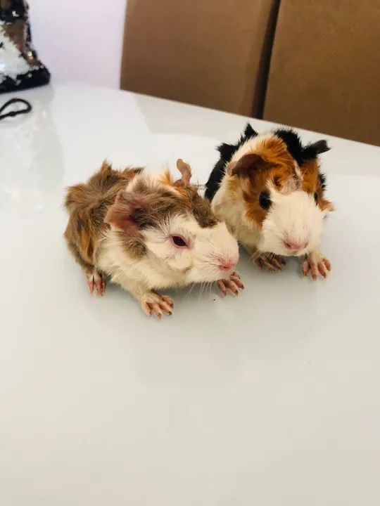 Porquinho da Índia Filhote - Foto 5