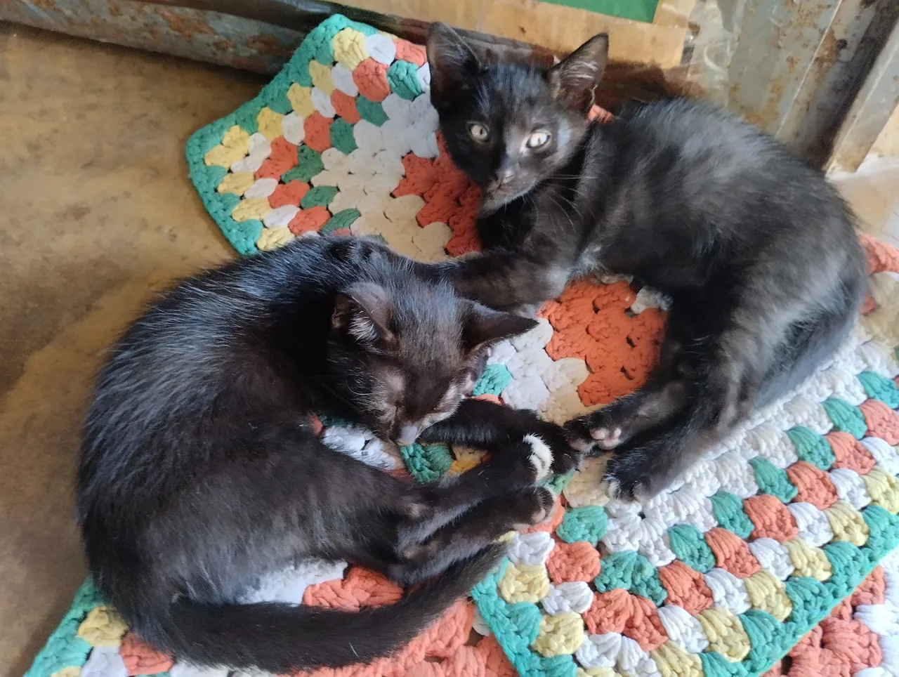 Gatinhos pretos fofos para adoção