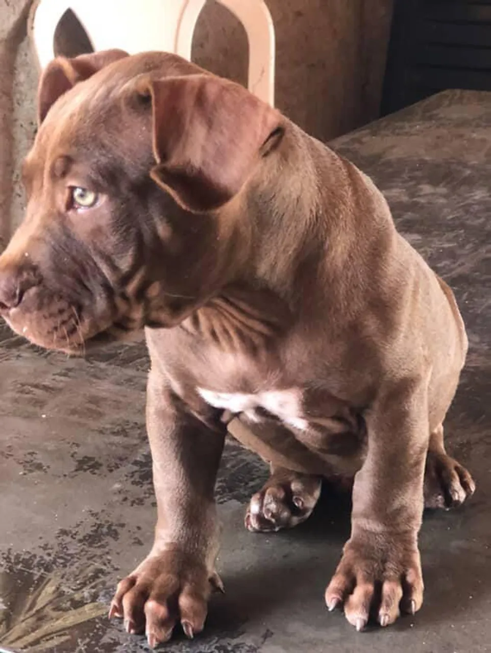 Filhote Pitbull Macho - Marrom